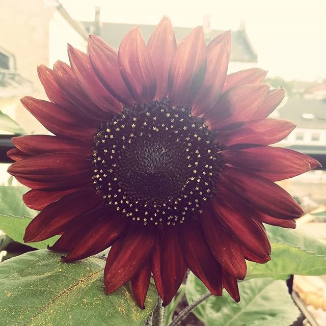 Velvet queen solsikker er steike fine. Skal høste hvert eneste frø fra dem, planlegger å så hundrevis neste år..! #nabolagshager #solsikker #sunflowers #velvetqueen ift.tt/2mS25A5