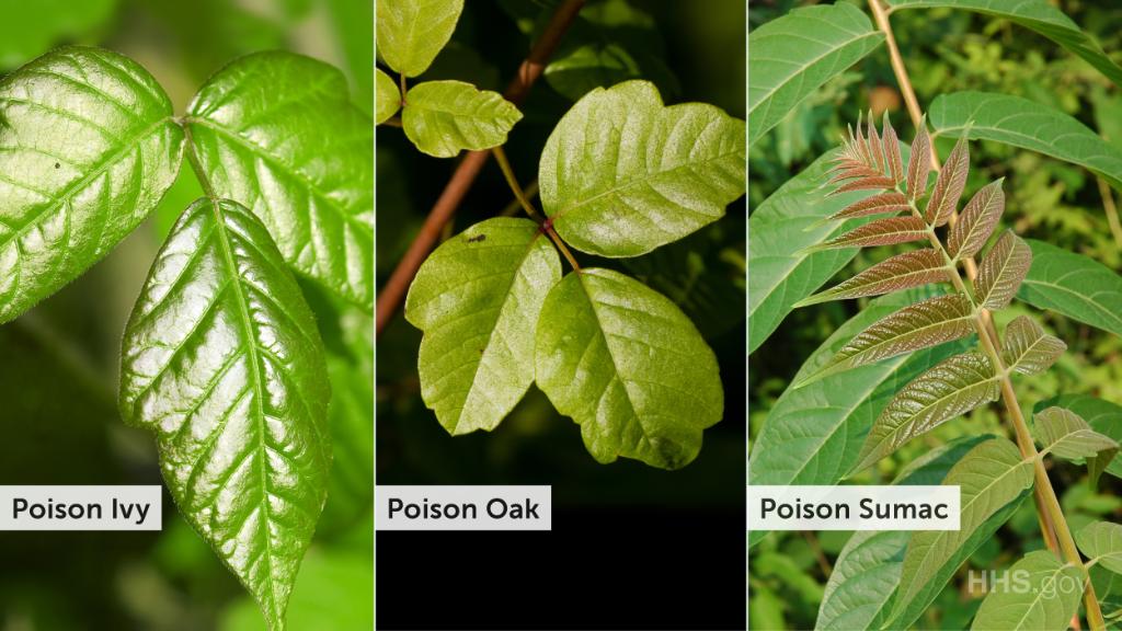 Beware of poison ivy, oak, and sumac! The best way to avoid the rash is to learn what the plants look like and stay away from them. bit.ly/2zp0wm5