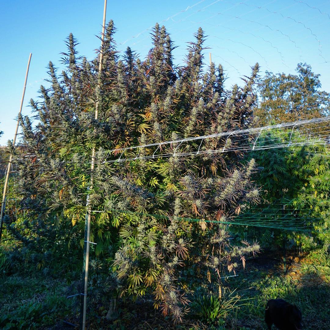 HIGH_TIMES_Mag's tweet photo. Huge outdoor plant of #Elfstone grown by #MassiveSeeds - showing 7 months of growth. 💪🌳

📸: https://t.co/tKsQIPKflC #sungrown https://t.co/gJqJ6UmI5h