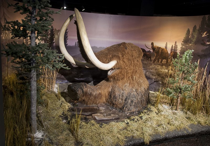 WhiteRiverStPrk's tweet photo. Embark on an Ice Age expedition through time! #FrozenReign is now open at the @IndianaMuseum. Learn more: https://t.co/xxvzXxcXZr. #Indy https://t.co/MxlNuGyN5k