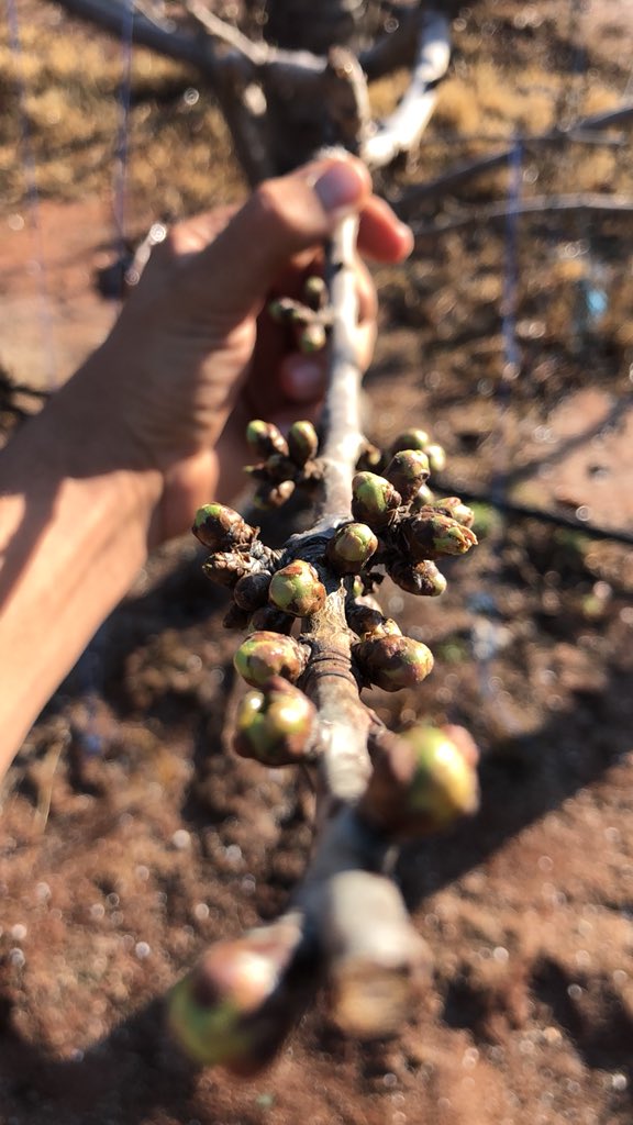 EastesGert's tweet photo. Southern Hemisphere Cherries off to a good start. #cherryridge @JOSimsCherries https://t.co/wAuvTdYpEC