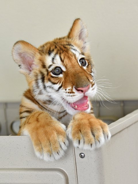 teetah_'s tweet photo. good morning happy tiger day here is a happy tiger!! https://t.co/CXk0cO7xfC