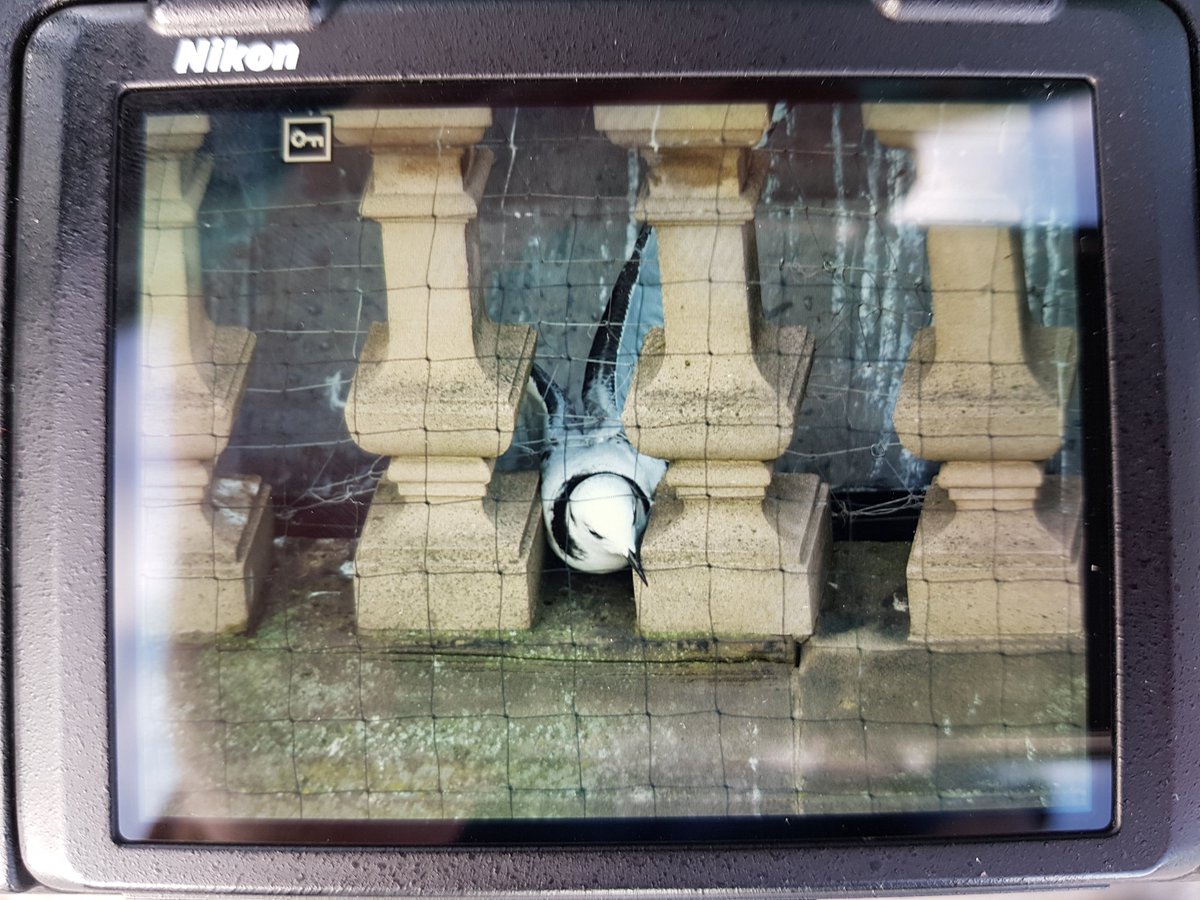 Kittiwake update: still 2 juvs trapped on <a href="/premierinn/">Premier Inn</a> roof, behind stone pillars on SW corner. Other bird freed. Can see 2 dead birds on <a href="/TheVermontHotel/">The Vermont Hotel</a> ApartHotel and usual others. No evidence of any removal of netting <a href="/ChrisGPackham/">Chris Packham</a> <a href="/PaulBuskin/">NewcastleBirder</a> <a href="/Lophophanes/">Lophophanes</a> <a href="/RSPCA_official/">RSPCA (England & Wales)</a>