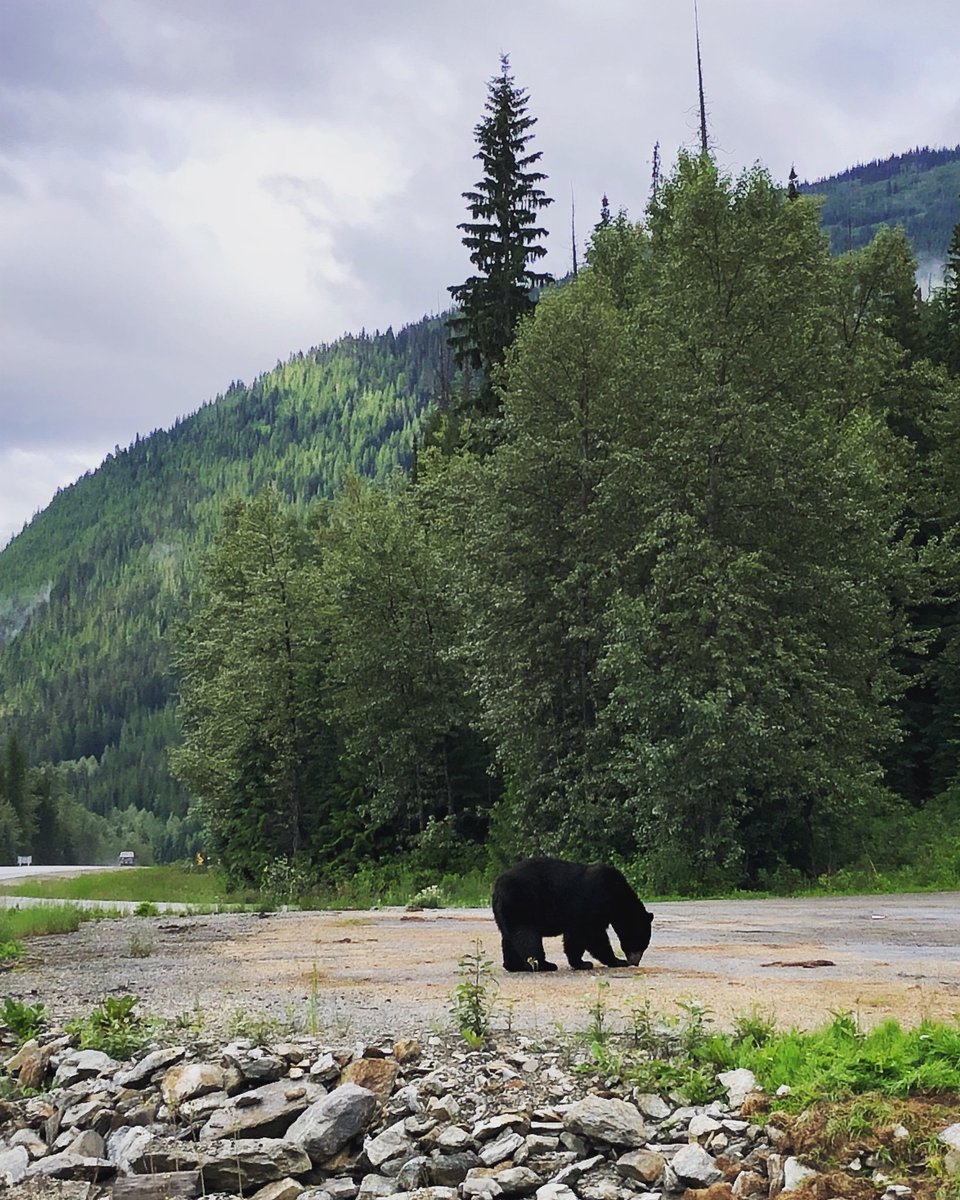 Chadiator's tweet image. #ShareTheCoast @BCFerries
