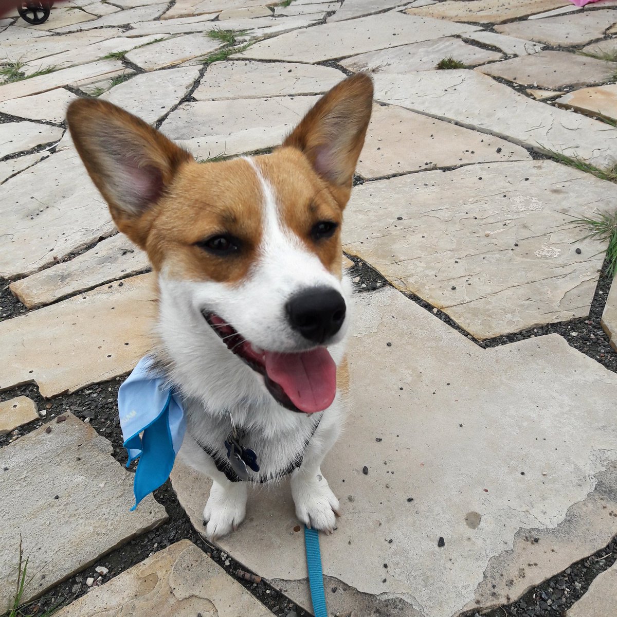 tlanae7's tweet photo. Corgis and Labs take over Denver 2018. I think my ll guy wanted the dudes coffee next to me. #coffee #PAITC #corgi #Denver #colorado https://t.co/PcNviNNrOj