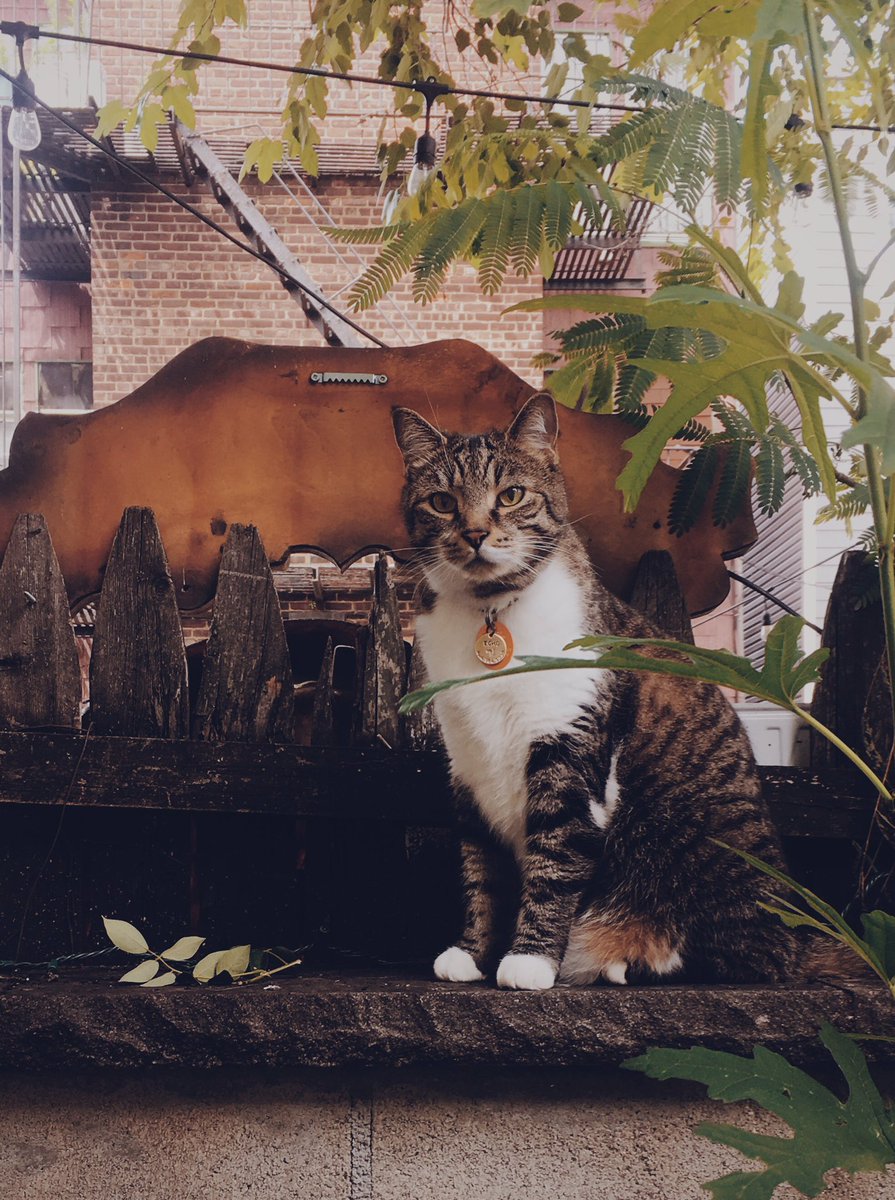 A prince in the trees 🌿