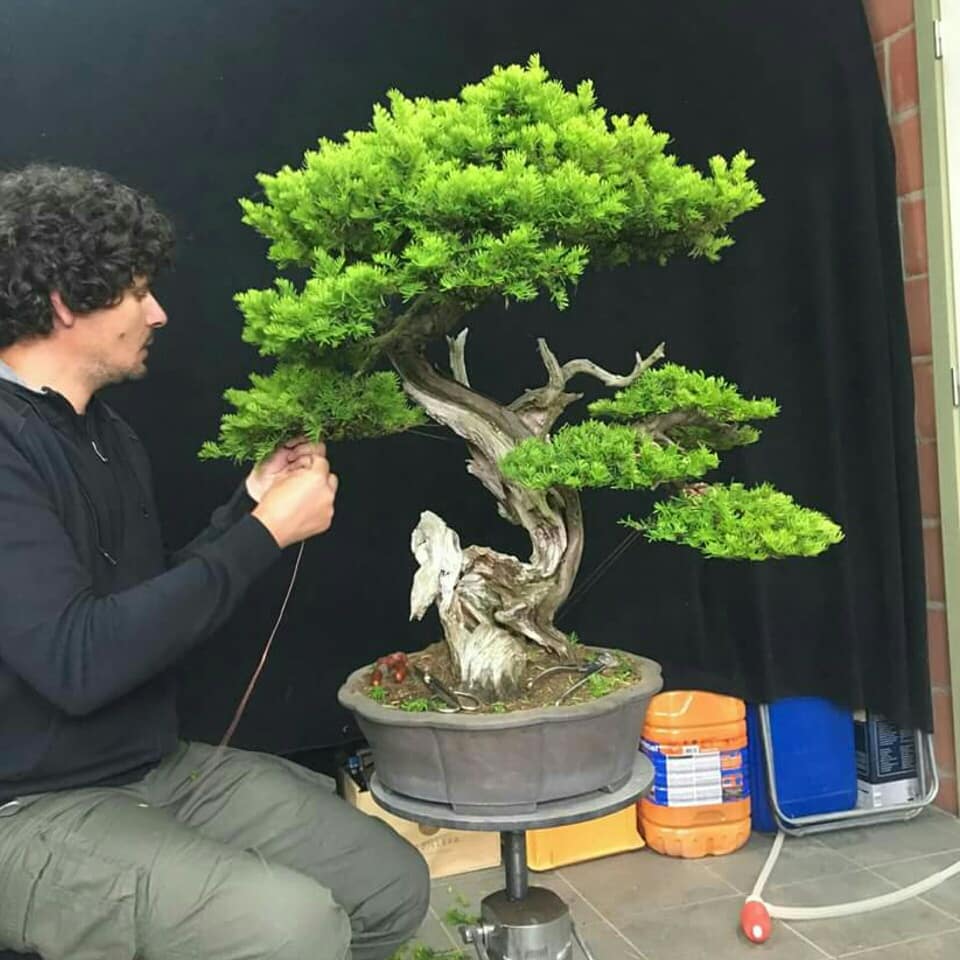 bonsaimente's tweet photo. Taxus trabajado en la Escuela de Bonsai de Manuel Germade en Gama Bonsai Estudio. Bélgica, Julio 2018.

Puedes ver más en https://t.co/QsY37lHar0

Bonsai #BonsaiTree #盆栽 #BonsaiArt #บอนไซ  #분재 #бонсай #盆景 #Bonsaï #HagamosBonsai #Boxus #BonsaiEsOtraCosa https://t.co/TQOX4bv0nu
