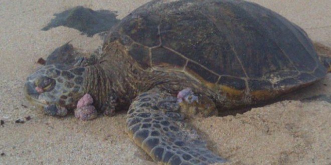 Ver imagen en Twitter