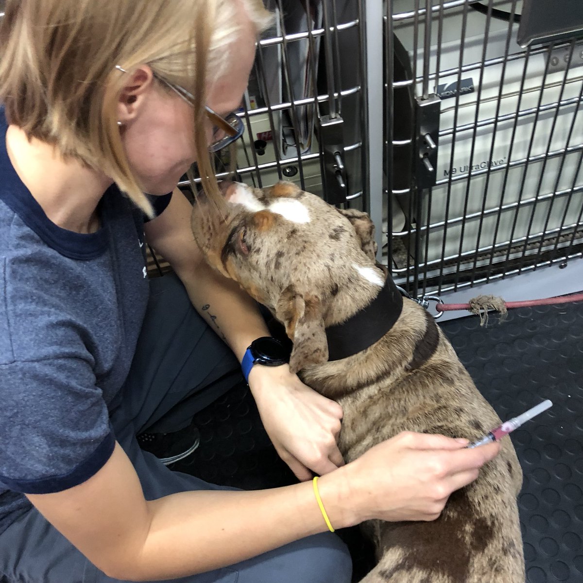 RascalUnit's tweet photo. 150 pets helped during today’s #HOPE clinic!!! Thanks to #COPitSavers and @RescueMeOhio for sponsoring today’s clinic. Thanks to the @ShamrockClubCol for hosting us once again. And thanks to the awesome owners who brought their pets today.

#petwellness #dog #puppy #rascalteam https://t.co/kBBb5K4s3B