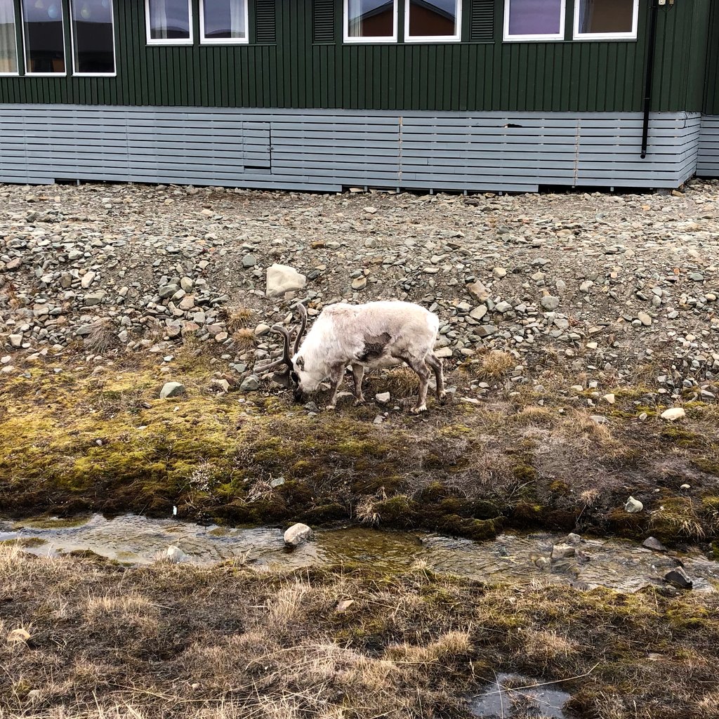 pdyxs's tweet photo. On our first day in Longyearbyen (the main town in Svalbard), we were walking into town when we ran across this reindeer. Reindeer in Svalbard are a bit different than elsewhere... https://t.co/BgBA0pOYtt
#svalbard #arctic #travel #shortthoughts https://t.co/ZJK0s2221x