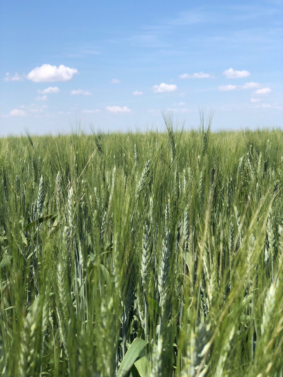 gusacres's tweet photo. Some of the last durum seeded, won’t be a bin buster but with some rain could still be decent yields #comeonrain #anotherhotday #lifeonthefarm https://t.co/CVhOTwMS1T