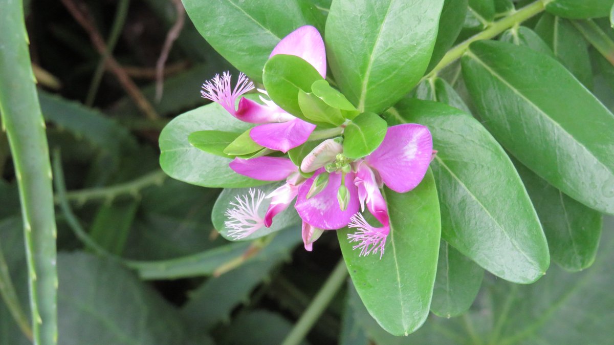 AprilLeanneLee's tweet photo. #edenphotocomp @edenproject https://t.co/D8tfkRcdAJ
