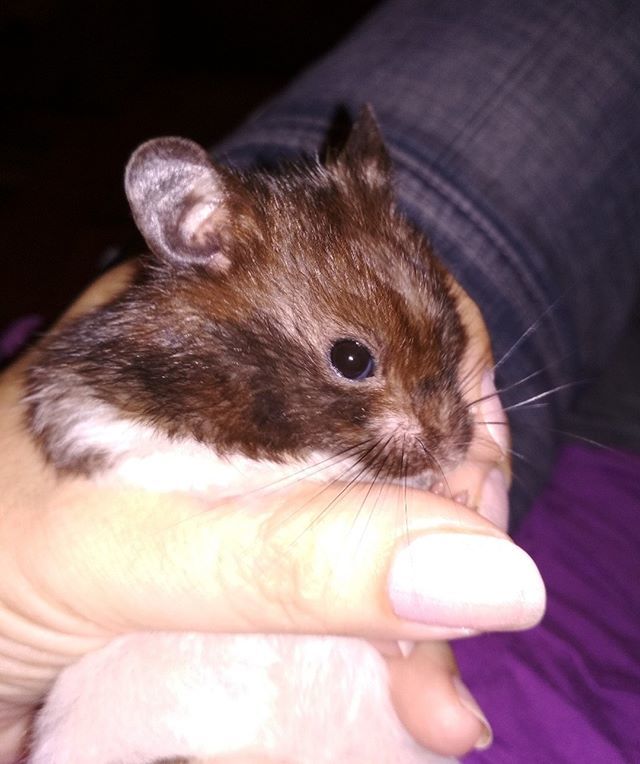 irenakralj's tweet photo. Najljepši <3 #hamster #syrianhamster #hrcak #hrčak Božo #ljubav #love https://t.co/RBo3SgHm0Y