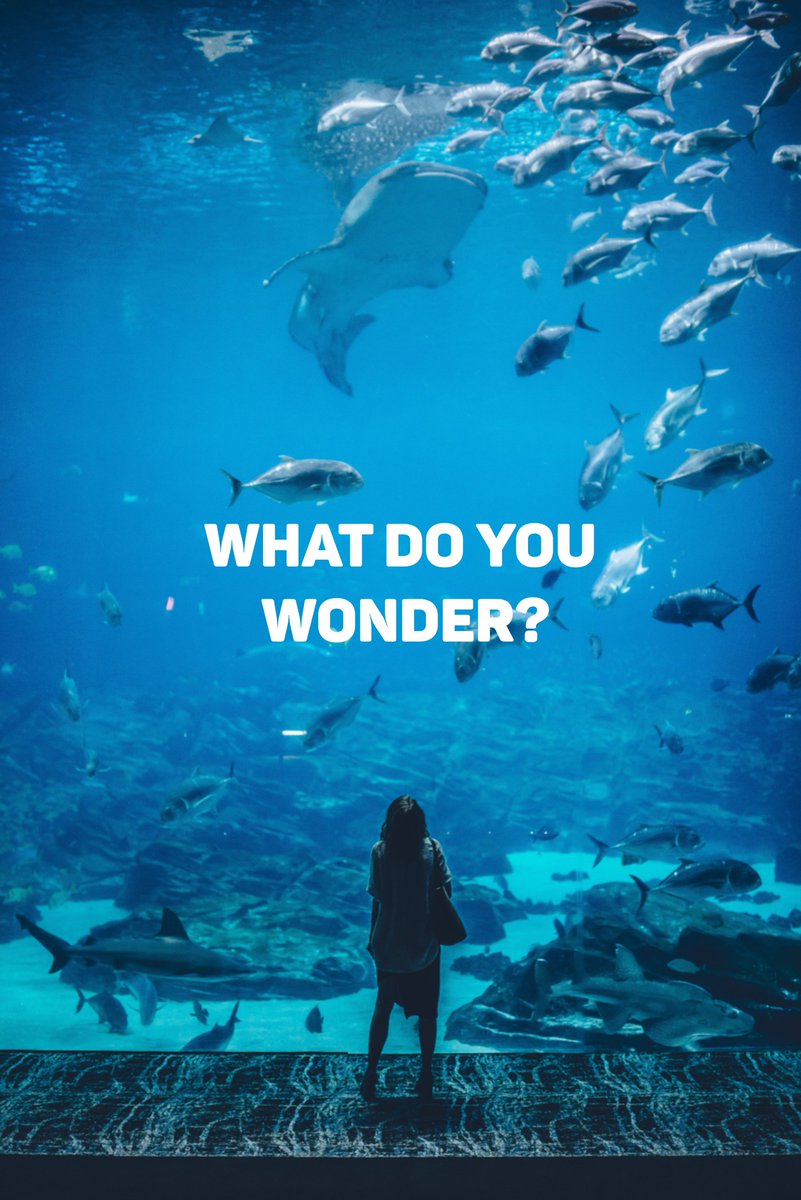 We promote the curious: scientists, creators, and people like you. We're here to answer your questions about life – from mapping your brain to the statistics behind elections – from the convenience of your inbox eepurl.com/dA83pr #WhatDoYouWonder #sciencetwitter #curious