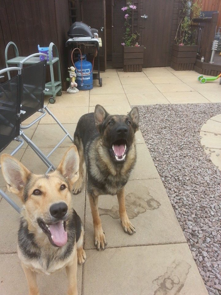 Huntedorchidpup's tweet photo. Just like team #Hunted you have a good cop and a bad cop. https://t.co/HYzcEIcnOw