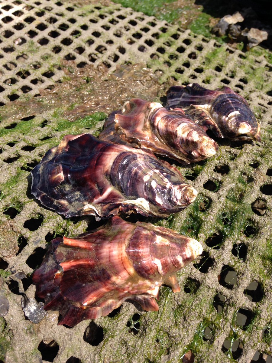 RockShellfish's tweet image. Amazing results so far with this years #porthillyoysters and to top it off some stunning shell colouring! #oysters #porthilly #shellfish #hardworkpaysoff #cornish #rivercamel #oysterfarming #halfwaythere