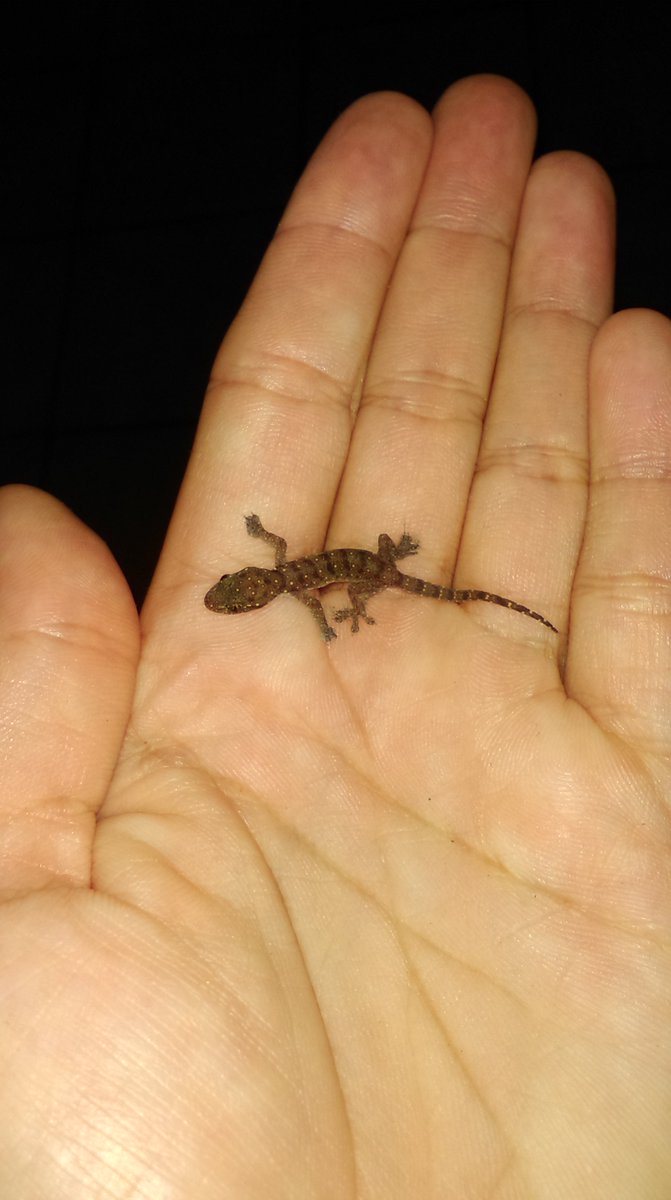 Katlinelle's tweet photo. J'ai réussi à subtiliser ce p'tit gars des griffes de ma Calypso, in extremis. Les margouillats sont très timides mais celui-là m'a carrément sauté dans la main, un petit malin. Puisse-t-il vivre très longtemps et continuer à bouffer plein de moustiques ! #localanimal #LaReunion https://t.co/KJXU2wCvwi