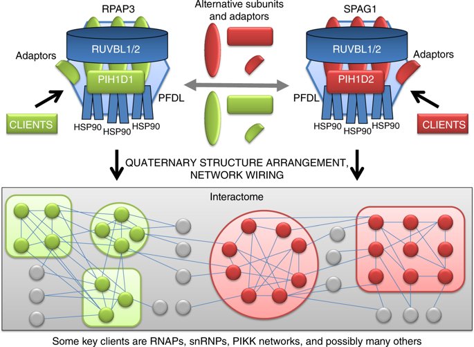 How do our cells build their protein interactome?

Comment by <a href="/BenoitCoulombe/">Benoit Coulombe</a> and colleagues

go.nature.com/2LBn6xO