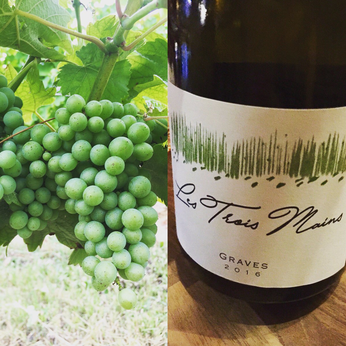 blicwine's tweet photo. The grapes look happy, drinking 2016 while imagining 2018
#lestroismains #✋✋✋ #gravesblanc #microcuvees #bordeauxblanc #bordeaux #whitewine #sauvignonblanc #semillon #winelife #레트와망 #와인 #그라브 #보르도 #화이트와인 #소비뇽블랑 #세미용 #와인 https://t.co/3IH0EW4Ehb