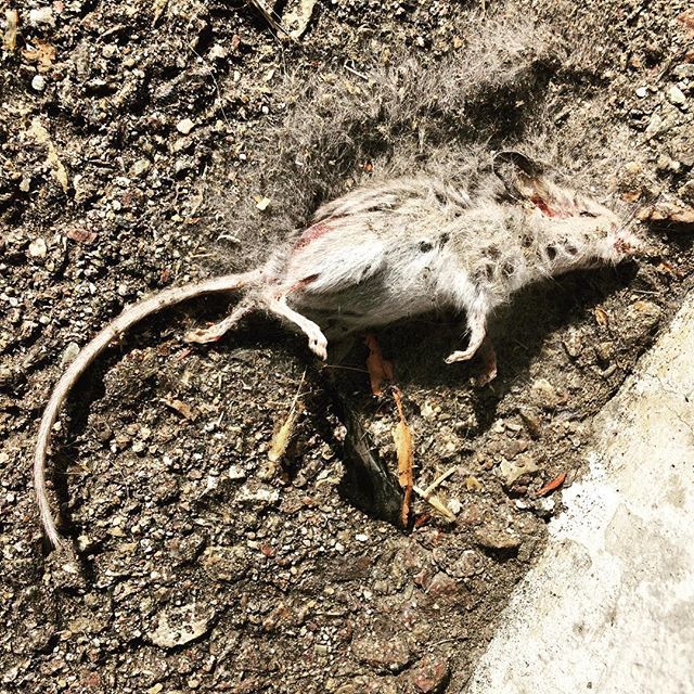 annefehl's tweet photo. Tough luck, little dude #justdeadthings #anotheroneformichaelsfridge https://t.co/w51kN2Q77e https://t.co/hc70PZ3Xn0