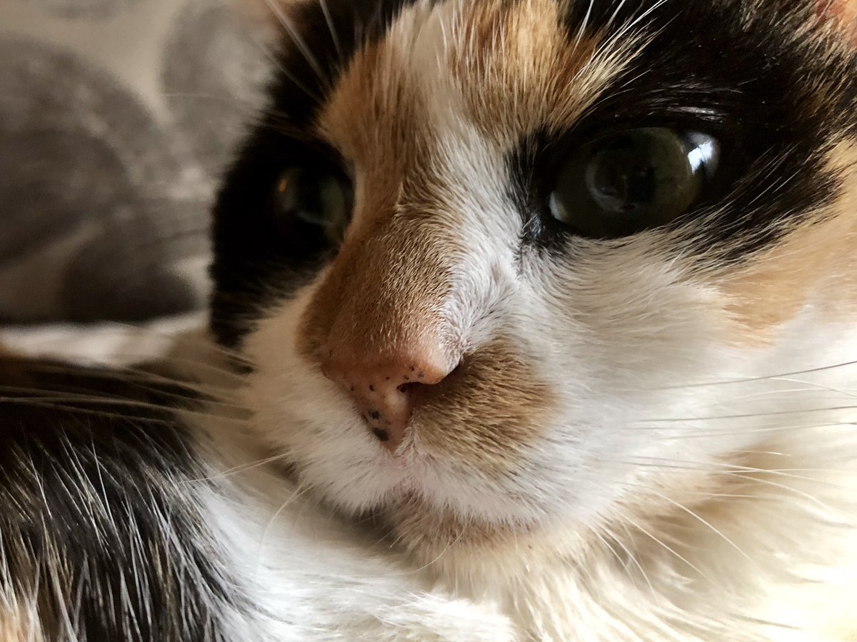 TashaMarie206's tweet photo. Prissy being pretty as a pearl
#SundayFunday #twitterqueers #NationalChickenWingDay #AdoptDontShop #Pray4Prissy #MissionImpossible https://t.co/O03YYqnwTl