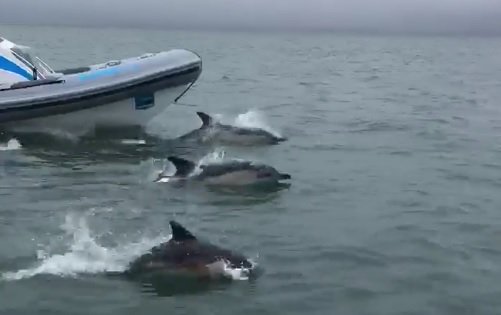 A pod of dolphins put on a magical display for some boat passengers - and the footage is absolutely amazing #Dolphins #dolphin #Anglesey #NorthWales dailypost.co.uk/news/north-wal…