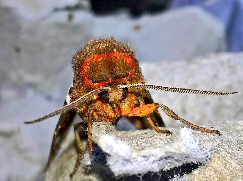 mark holloway🐞🦗🐝🦠🦊🕸🕷🐛🦉🌿🔭👀 tweet media