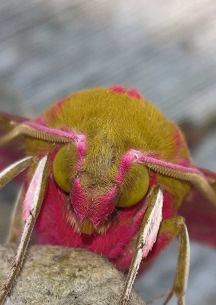 mark holloway🐞🦗🐝🦠🦊🕸🕷🐛🦉🌿🔭👀 tweet media