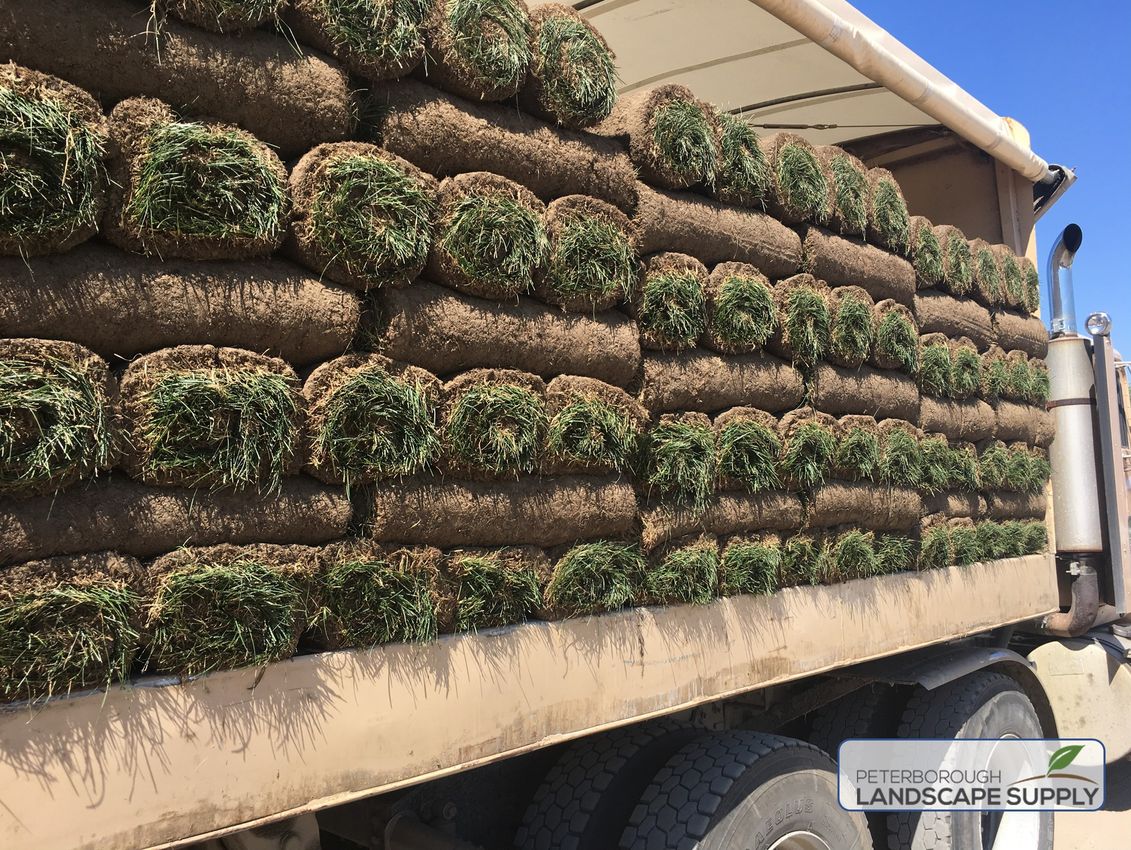 PETERBOROUGHLAN's tweet photo. DYK that fresh sod arrives in the morning SIX days a week? We're always ready to assist with your reno projects. #freshsod #instantgreen #coverthatdirt #summerrenos #2locations #open7daysaweek #ptbocanada https://t.co/o1CC4vlyL2