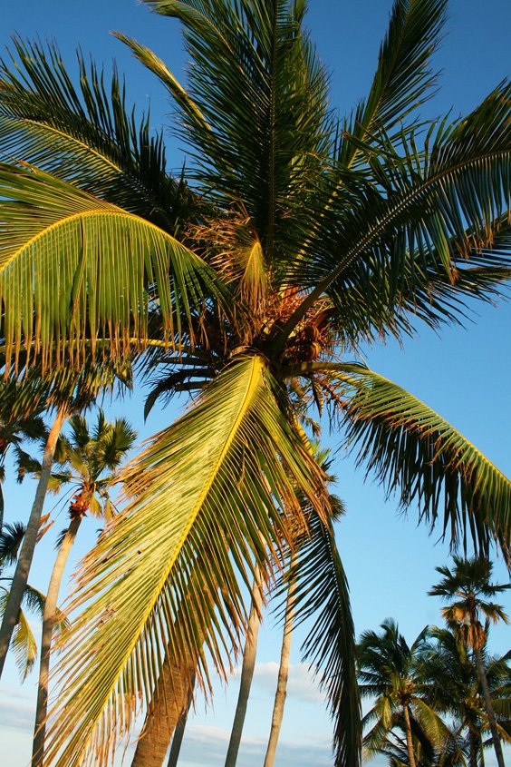 JimmyRockerPics's tweet photo. Beautiful Sunset Palms #2 - Copyright © 2o18 JiMmY RocKeR PhoToGRaPhY
#palmtrees #southbeach #miami #miamibeach #jimmyrocker #jimmyrockerpics #jimmyrockerpalms #miamibeachflorida #trees #palms #plants #palmtree #Miami #florida #nature Jimmy Rocker Palms jimmy-rocker-palms https://t.co/TU30MgHwAR