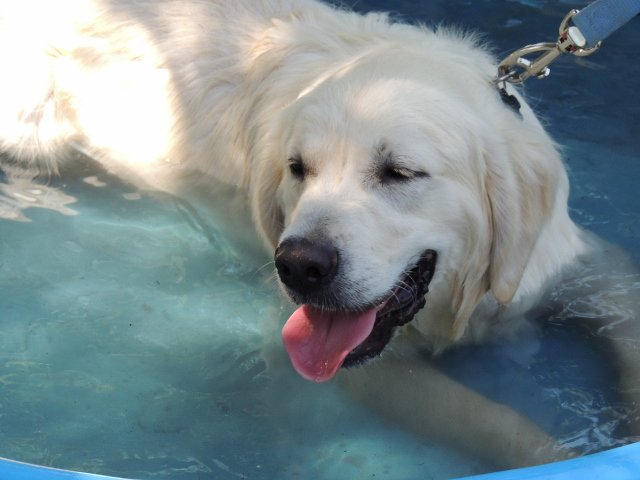 sabotgarden's tweet image. What did the Dalmatian say after he had some kibble? That hit the spot! 6 more days until Dog Days of Summer. Bring your furry friend to the Garden!#dogsofsatx ow.ly/gLHq30l9K1Y