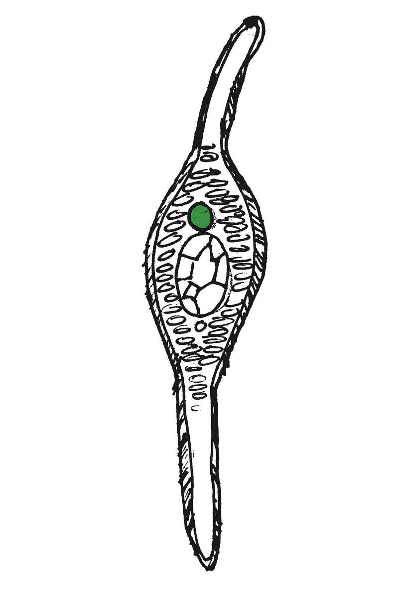 The @MBLScience reminded me that many of the first studies in embryology were reported by hand drawings. Here is my hand at recreating a Nieuwkoop and Faber. Stage 42 Xenopus tadpole. #Xenopus #willsLab #ScientistsFindAWay #developmentalbiology