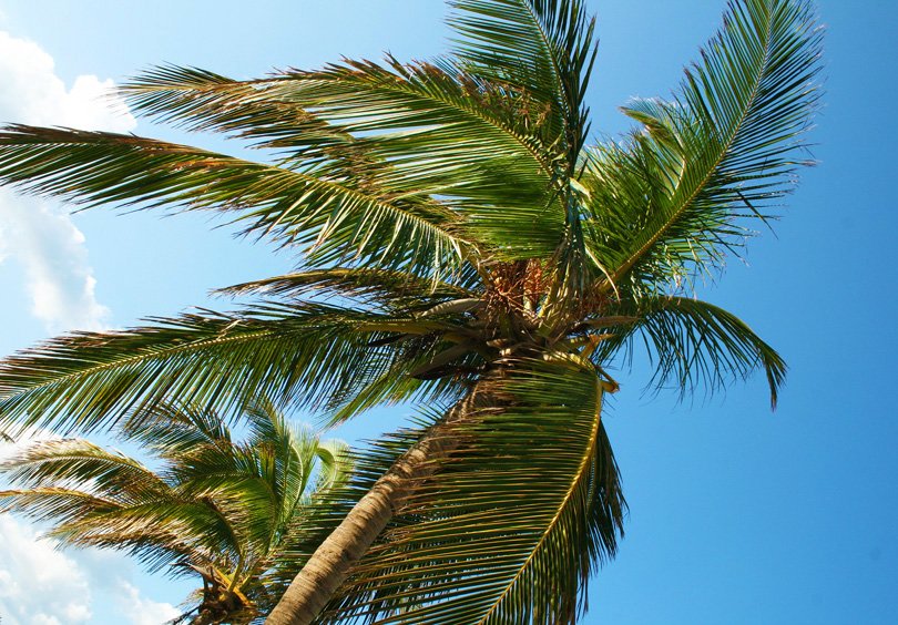 JimmyRockerPics's tweet photo. Glittering Energy Sheen - Copyright © 2o18 JiMmY RocKeR PhoToGRaPhY
#palmtrees #southbeach #miami #miamibeach #jimmyrocker #jimmyrockerpics #jimmyrockerpalms #miamibeachflorida #trees #palms #plants #palmtree #Miami #florida #nature Jimmy Rocker Palms jimmy-rocker-palms #palm https://t.co/d0AsuKl4Eh