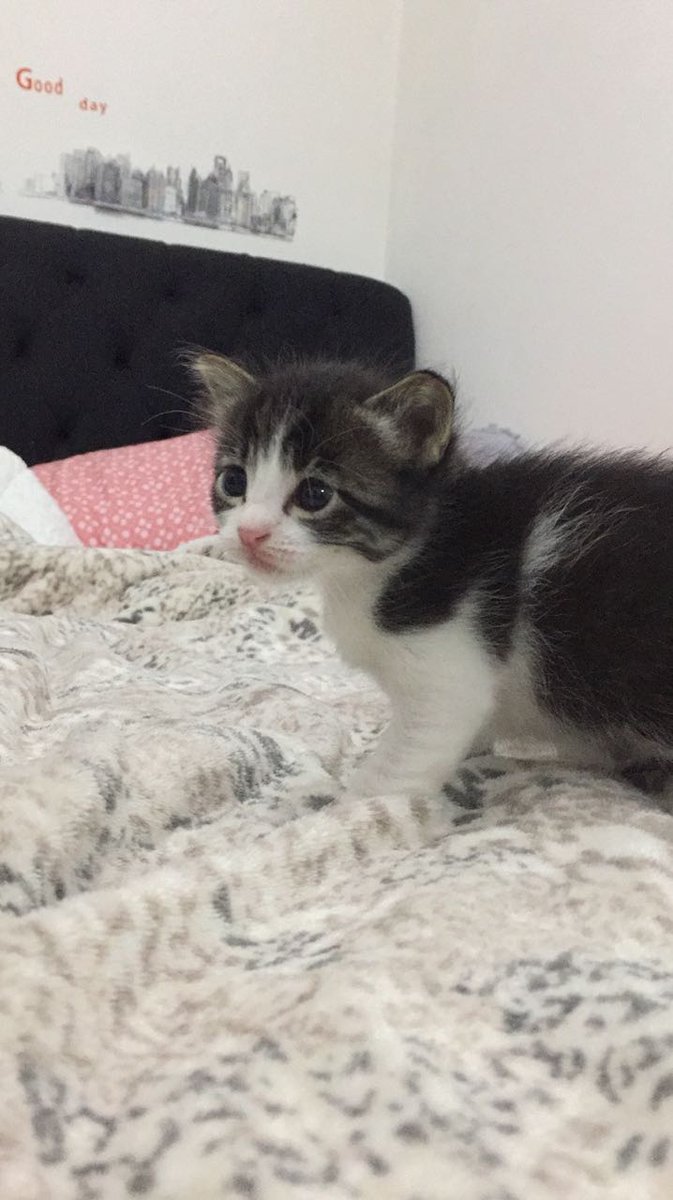 kyurenii's tweet photo. Hello guys, tenho 4 gatinhos para adoção (3 machos e 1 fêmea), que são filhotes de uma gatinha que resgatei há cerca de 2 meses atrás, mas infelizmente não posso ficar :( Eles tem 1 mês de vida.
Entrego em SP (metro) ou litoral de SP.
RT qm qr ver esses bbs terem um final feliz♥ https://t.co/DTdraSLYIt