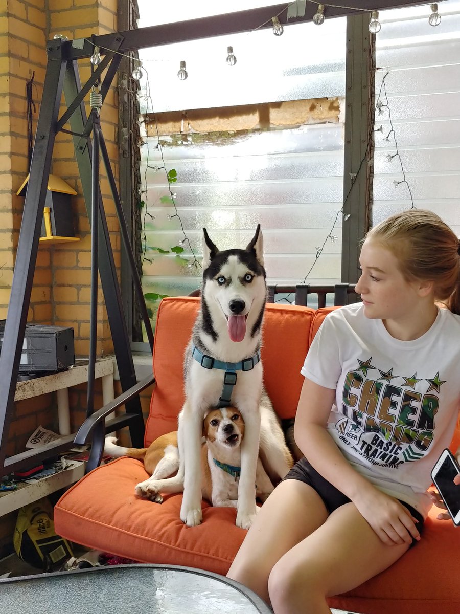 JanelleCheer's tweet photo. Max has no idea what personal space is! https://t.co/9pfZXLC0RI