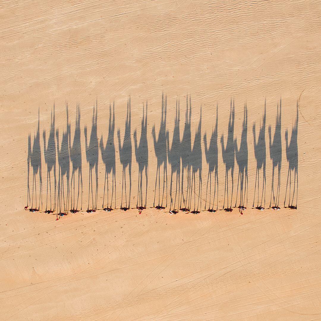 In this week's 'Drone Sunday' post from @fromwhereidrone, a caravan of camels is herded across the #AustralianOutback, casting shadows on the barren terrain. See more here: bit.ly/2OrdEdS /// #dailyoverview #aerialphotography #picoftheday #dronephotography #australia
