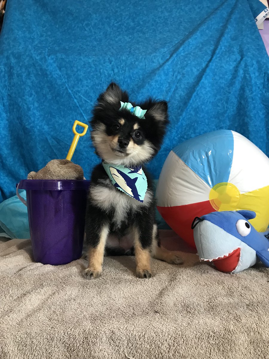 SpaSassys's tweet photo. Pebbles is so cute and is ready for Shark Week! https://t.co/pChhJLMOyZ