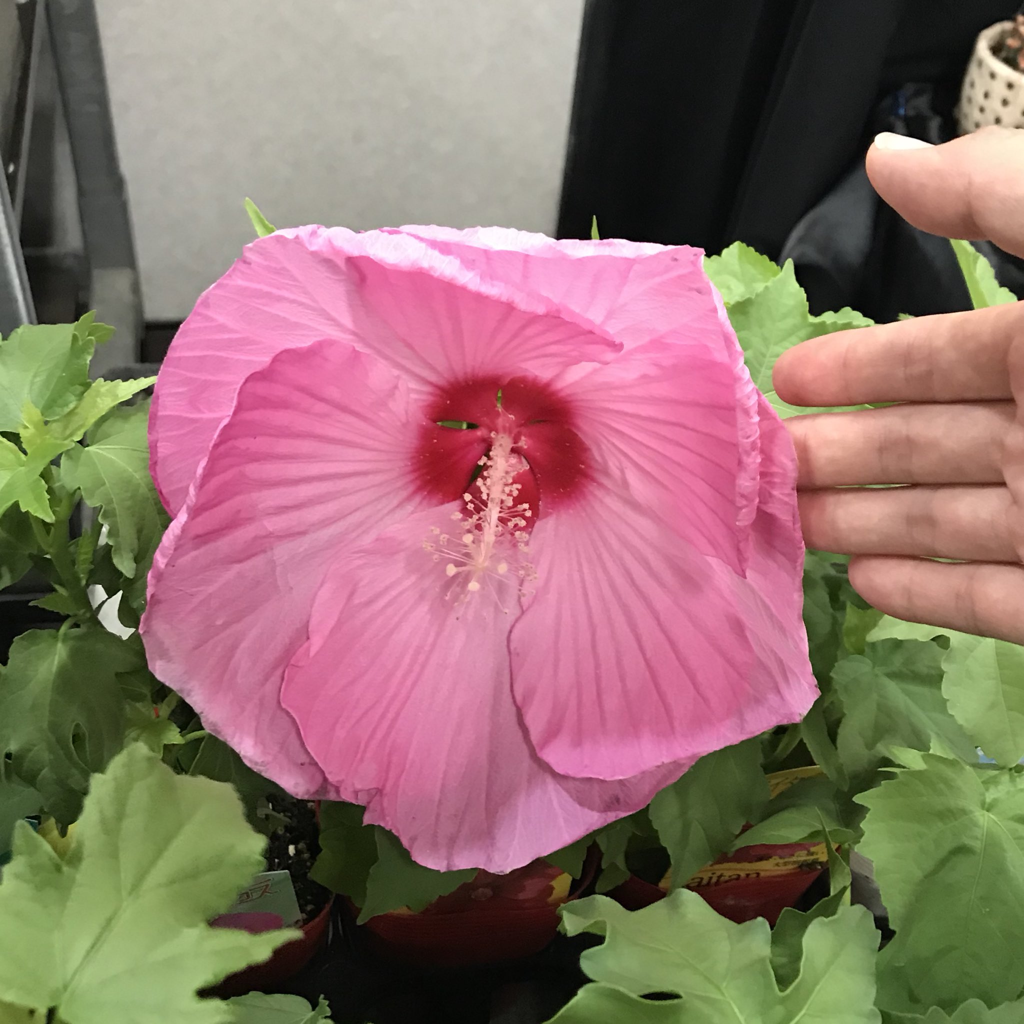 単なる植物好き 花飾る雑貨店店長 こないだ出会った タイタンビカス という新しいお花 アメリカフヨウとモミジアオイの交配種らしいです 花がとーっても大きい さらに 食べられるそうですよー どんな味 花 エディブルフラワー 大きい花