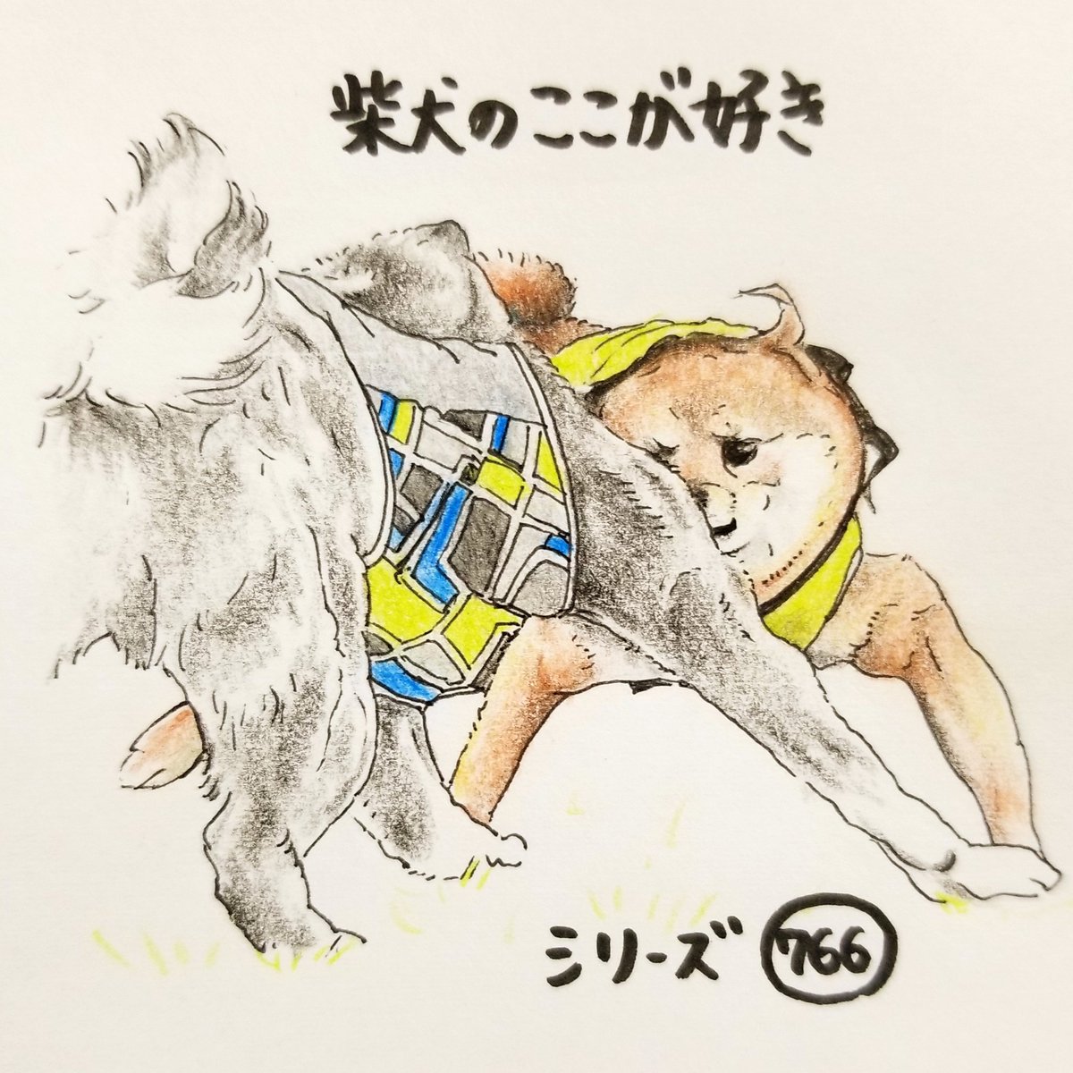 ここ柴 肩幅に際限がないとこ どこまで開くの 可動域が広いんだね 柴犬のここが好き ここ柴 柴犬 イラスト 肩幅 肩の概念 肩の可動域