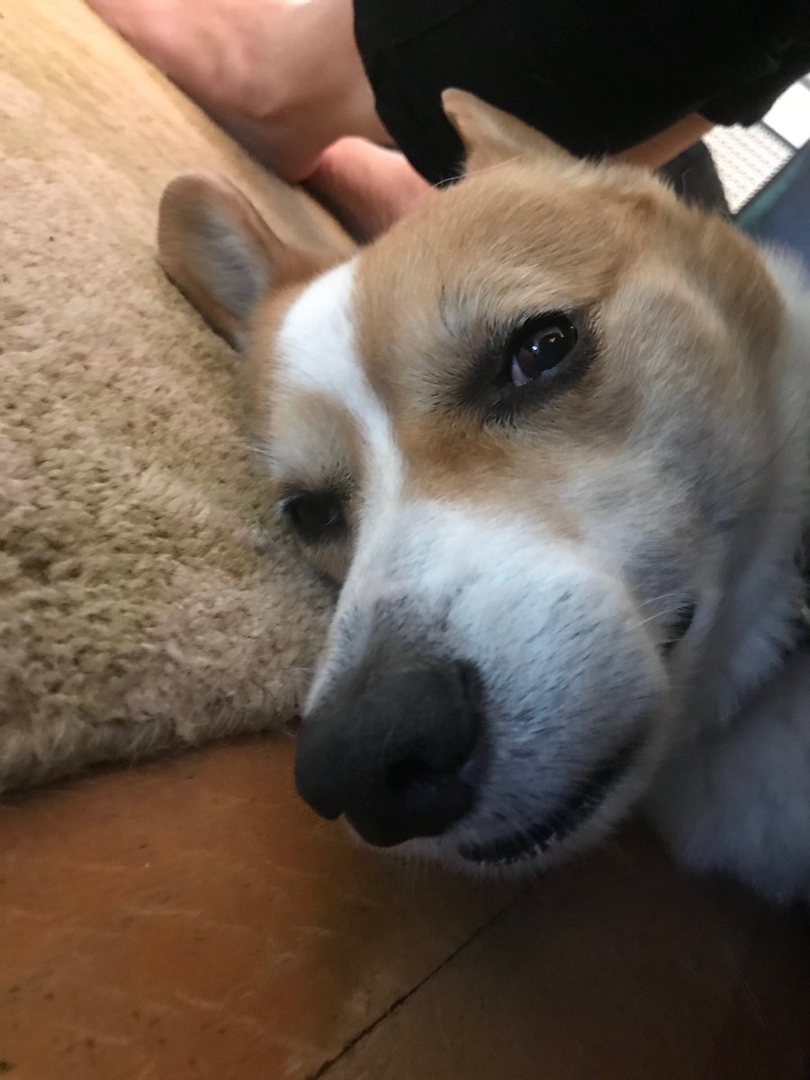 GwendolenGross's tweet photo. Sunday evening corgness #hellohuck #afterwalk #corgismiles https://t.co/L4zJ9h1IhO