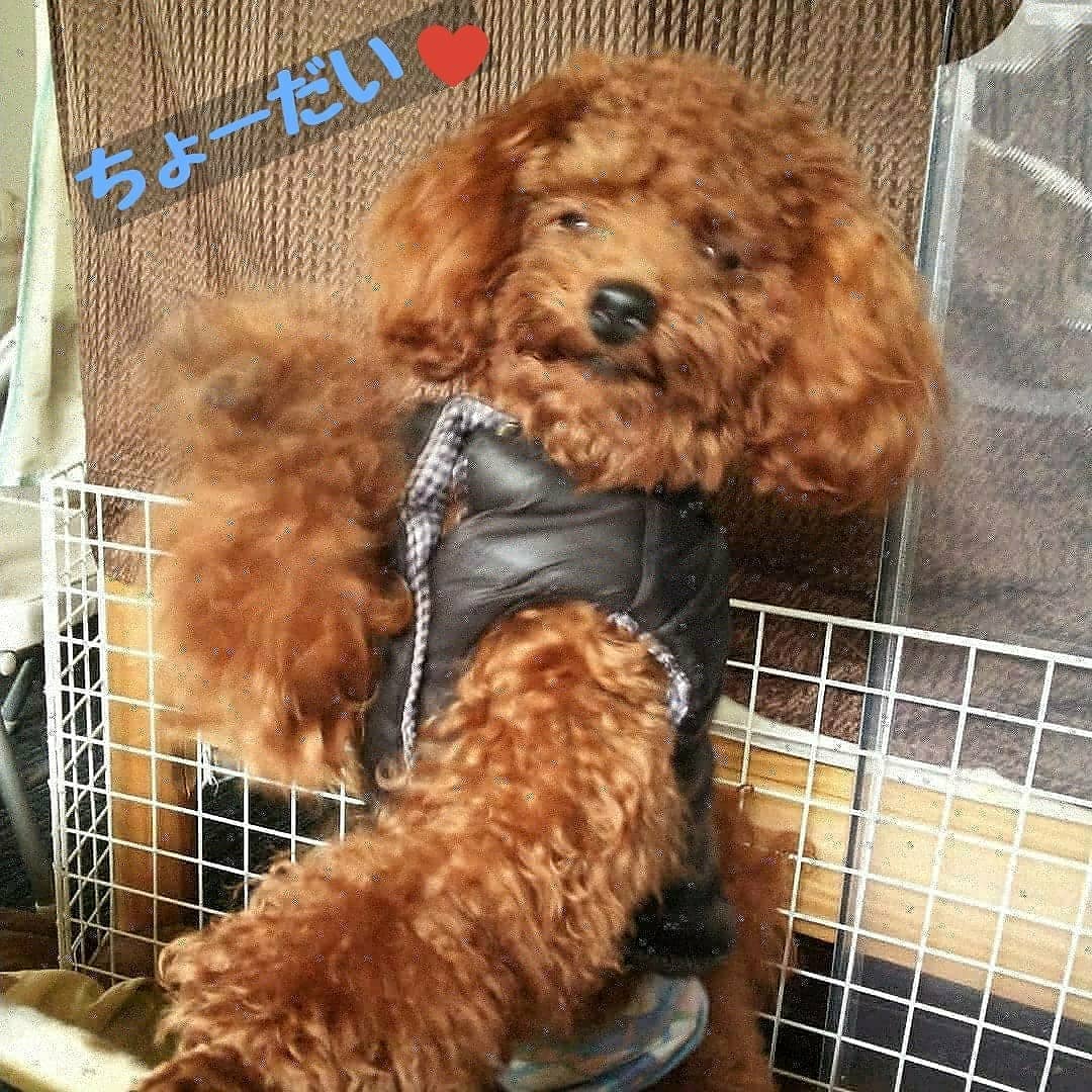 n_PamaPama's tweet photo. お願いします。
お願いします。

何度お願いしても足りない…

ルゥくんに会いたい。
一緒に暮らしたい。

病院やサロン、どこかにルゥくんを連れていくはずです。

お願いします。
似た子を見かけませんでしたか？

大切な家族に会いたい

#迷子犬 #迷い犬 #宮崎 #トイプードル #行方不明 #捜索中 https://t.co/kRjeQKDsun