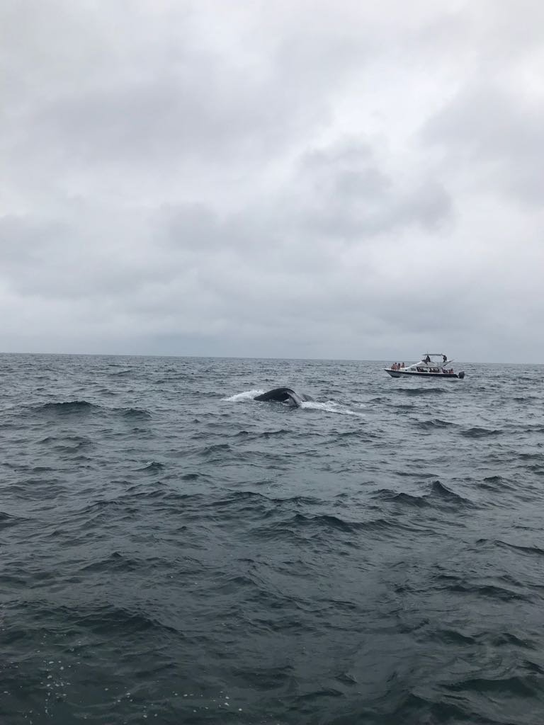 CampEcuador's tweet photo. #TeamSanPedro having a break from #ProjectWork you came to the hearth of the #WhaleWatching season in #Ecuador, also you saw why those birds on the cliff are called #BlueFootedBoobies #DoSomethingAmazing  #CampsEffect @CampsInt https://t.co/v2Z8WxuvB5