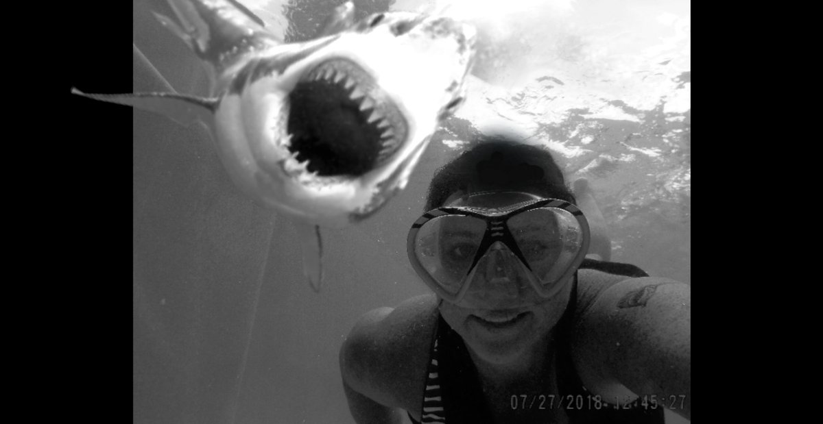 Dive with sharks....it will be fun they said.......;)