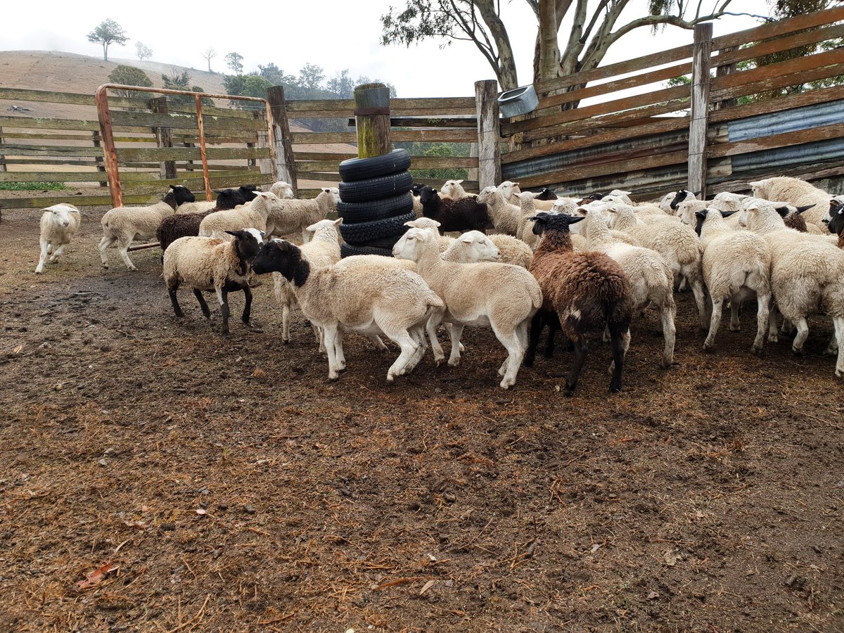 JessKeating_97's tweet photo. #Weabonga #Drought #Littlebitofrain #thebigdry https://t.co/rLxlDeRwmm