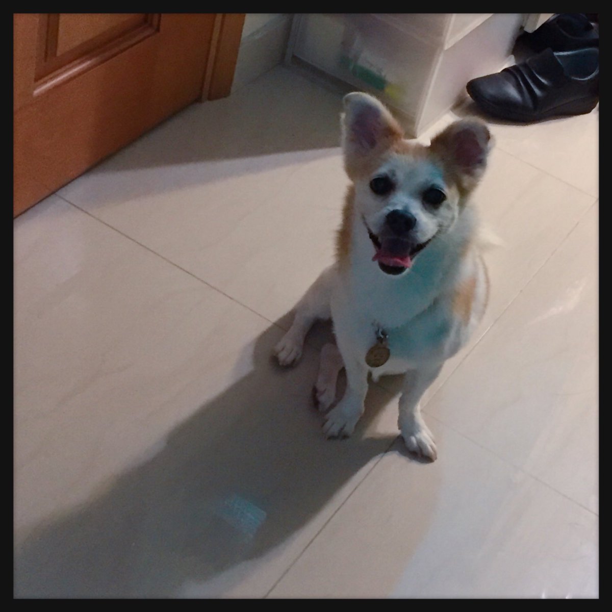 MissfoxGigi's tweet photo. 做壞事前～一定要做足準備～例如比個乖乖樣奴才睇～等佢放心～

#狐狸小姐 #想入廚房玩 #被發現 #笑臉樣 https://t.co/5WC8GwjR4D