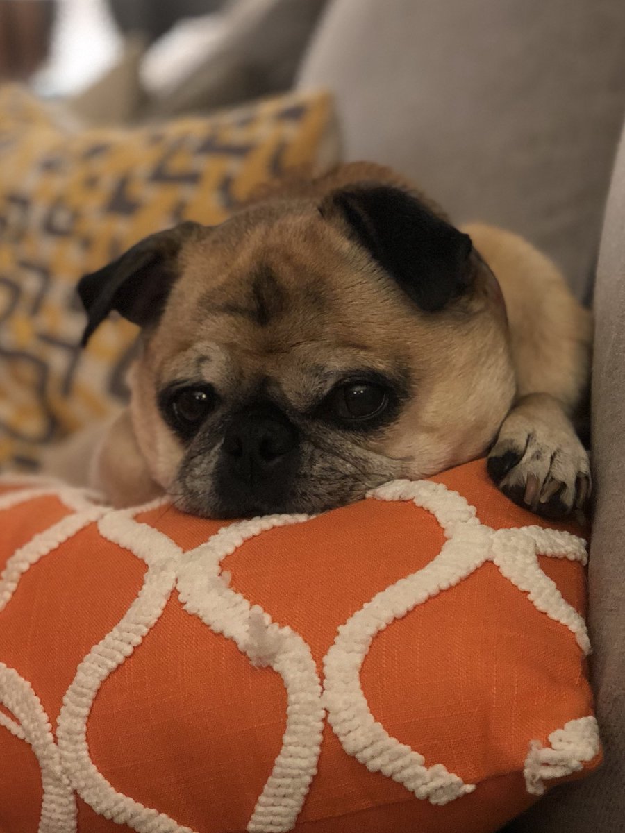 LottieThePug's tweet photo. I love when we put new pillows on the sofa! #puglife https://t.co/3L2dsWNw1m