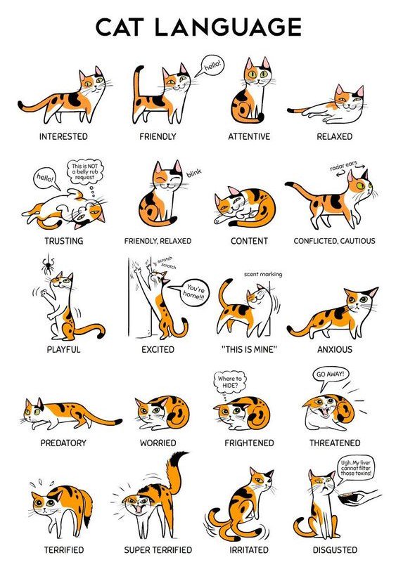 FureverD's tweet photo. #CatLanguage 
@FureverD https://t.co/RMkulAQt4F