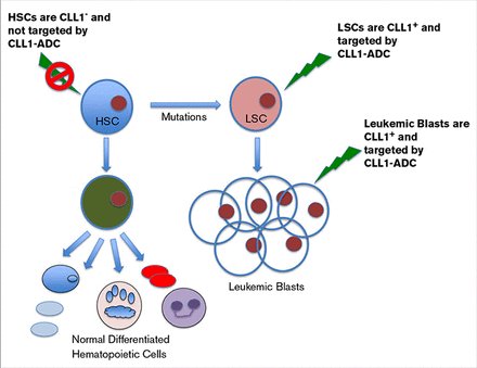 cancerscnews's tweet photo. CLT030, a #LeukemicStemCell -Targeting CLL1 Antibody-Drug Conjugate for Treatment of #AcuteMyeloidLeukemia @ClevelandClinic https://t.co/PKv1uSxsw8 https://t.co/GJapWxG8nH