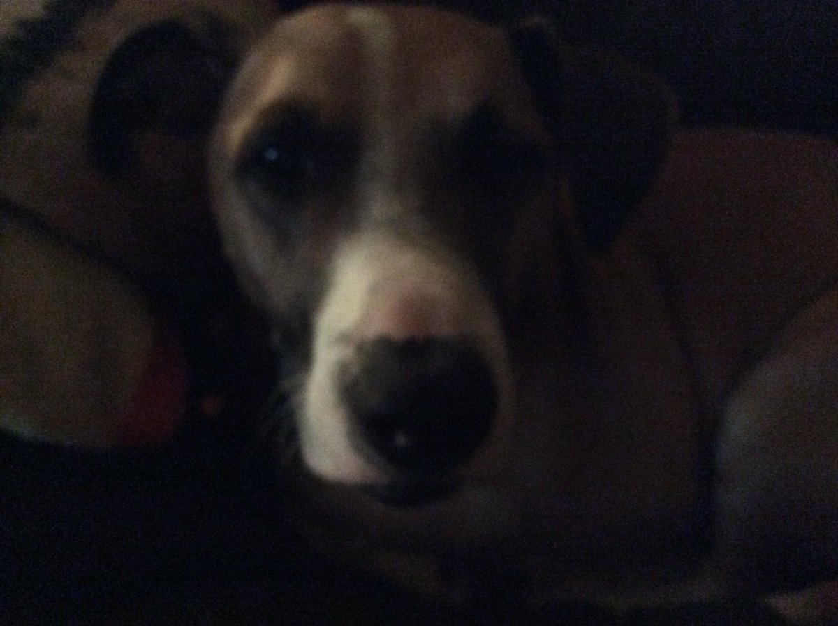 oftruffles's tweet photo. @WayTooViral Shhh... he’s trying to sleep... https://t.co/KAWBD0vRJF