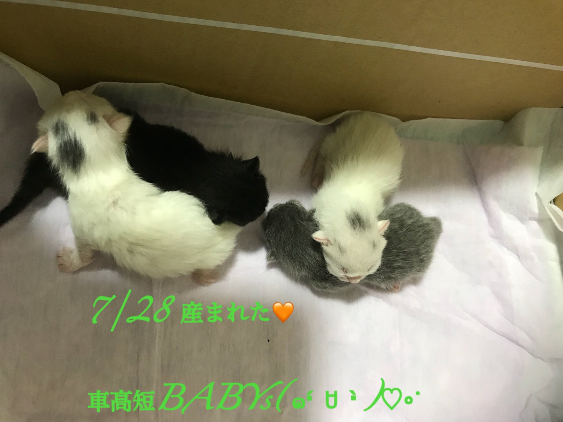 藤井 雅夕美 Loyalty To Love Twitter